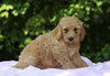 AKC Registered Standard Poodle For Sale Millersburg, OH Female- Kelly