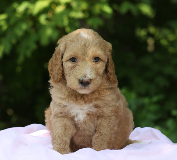 AKC Registered Standard Poodle For Sale Millersburg, OH Female- Sophie