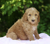 AKC Registered Standard Poodle For Sale Millersburg, OH Female- Sophie