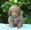 AKC Registered Standard Poodle For Sale Millersburg, OH Male- Teddy