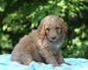 AKC Registered Standard Poodle For Sale Millersburg, OH Male- Teddy