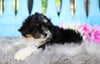 Mini Aussiedoodle For Sale Fredericksburg, OH Male- Romeo