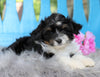 Mini Aussiedoodle For Sale Fredericksburg, OH Male- Romeo