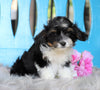 Mini Aussiedoodle For Sale Fredericksburg, OH Male- Romeo