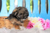 Mini Aussiedoodle For Sale Fredericksburg, OH Female- Lexi