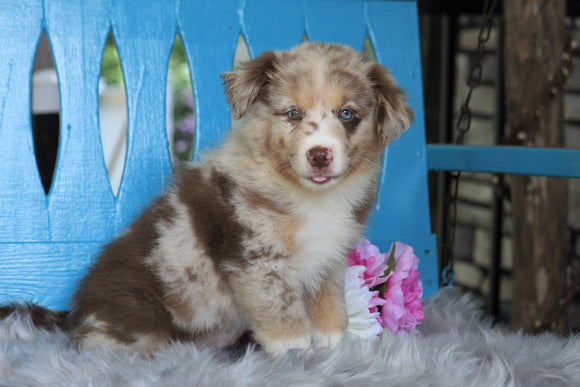 Mini Australian Shepherd For Sale Fredericksburg, OH Male- Rex