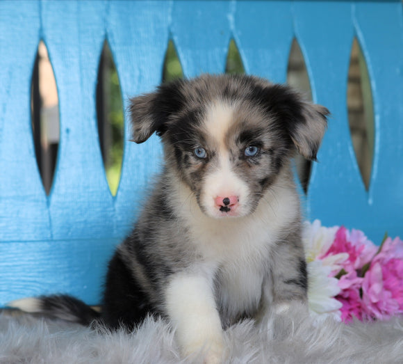 Mini Australian Shepherd For Sale Fredericksburg, OH Male- Rambo