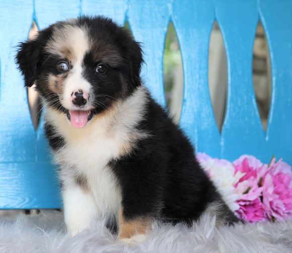 Mini Australian Shepherd For Sale Fredericksburg, OH Male- Rascal