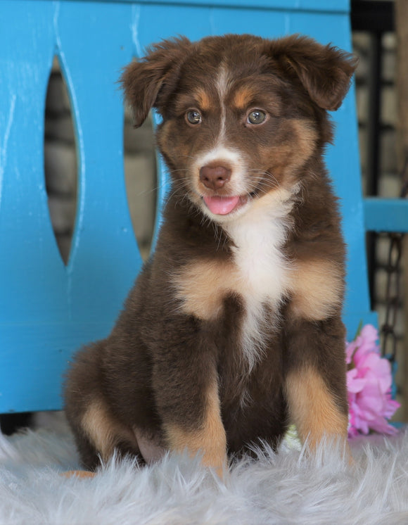 Mini Australian Shepherd For Sale Fredericksburg, OH Male- Koda