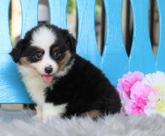 Mini Australian Shepherd For Sale Fredericksburg, OH Female- Mocha