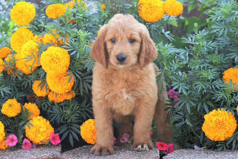 Standard Goldendoodle For Sale Sugarcreek, OH Male- Bingo