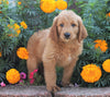 Standard Goldendoodle For Sale Sugarcreek, OH Male- Bingo