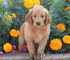 Standard Goldendoodle For Sale Sugarcreek, OH Male- Bingo