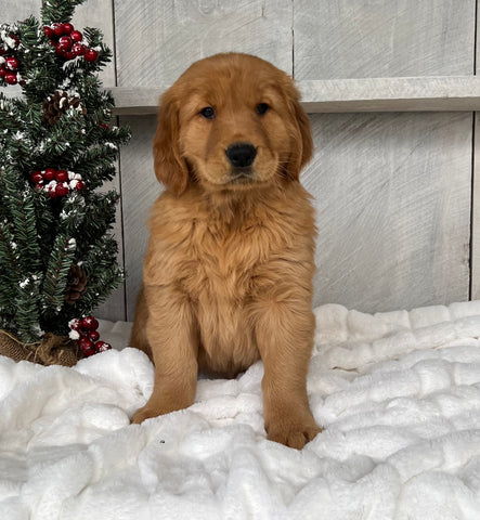 AKC Registered Golden Retriever For Sale Millersburg OH Male-Jim