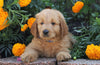 Standard Goldendoodle For Sale Sugarcreek, OH Male- Adam