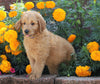 Standard Goldendoodle For Sale Sugarcreek, OH Male- Adam