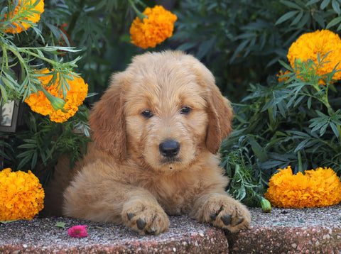 Standard Goldendoodle For Sale Sugarcreek, OH Male- Adam