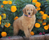 Standard Goldendoodle For Sale Sugarcreek, OH Male- Adam