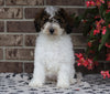 ICA Registered Mini Poodle For Sale Fredericksburg, OH Female- Elaine
