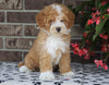 Mini Poodle For Sale Fredericksburg, OH Male- Eric