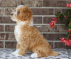 Mini Poodle For Sale Fredericksburg, OH Male- Eric