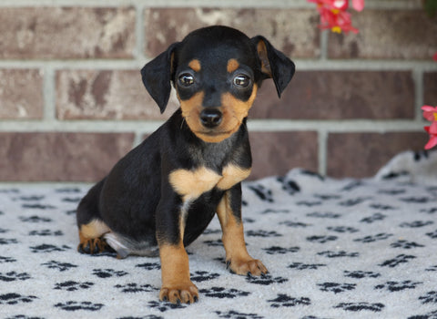 F1B Miniature Pinscher Mix For Sale Fredericksburg, OH Male- Ronnie