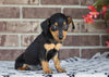 F1B Miniature Pinscher Mix For Sale Fredericksburg, OH Male- Ronnie