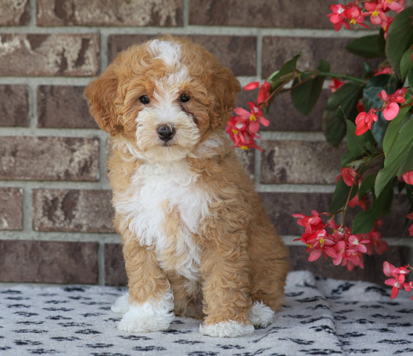 Mini Poodle For Sale Fredericksburg, OH Male- Eric