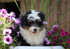 Mini Aussiedoodle For Sale Fredericksburg, OH Male- Axe
