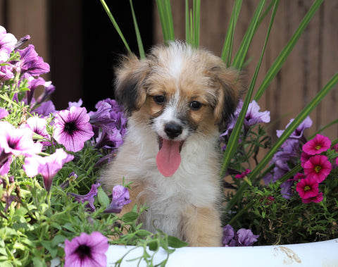 Mini Aussiedoodle For Sale Fredericksburg, OH Male- Ants