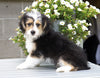 Mini Aussiedoodle For Sale Fredericksburg, OH Male- Ace