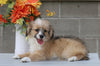 Mini Aussiedoodle For Sale Fredericksburg, OH Male- Ants