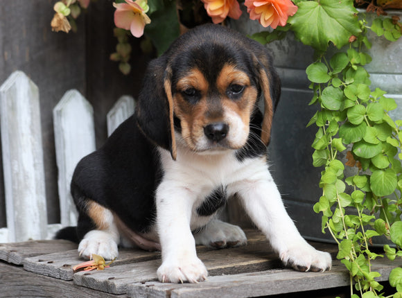 Beagle For Sale Millersburg, OH Male- Turbo