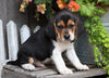 Beagle For Sale Millersburg, OH Male- Turbo