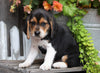 Beagle For Sale Millersburg, OH Male- Turbo