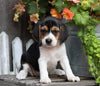 Beagle For Sale Millersburg, OH Female- Zoey