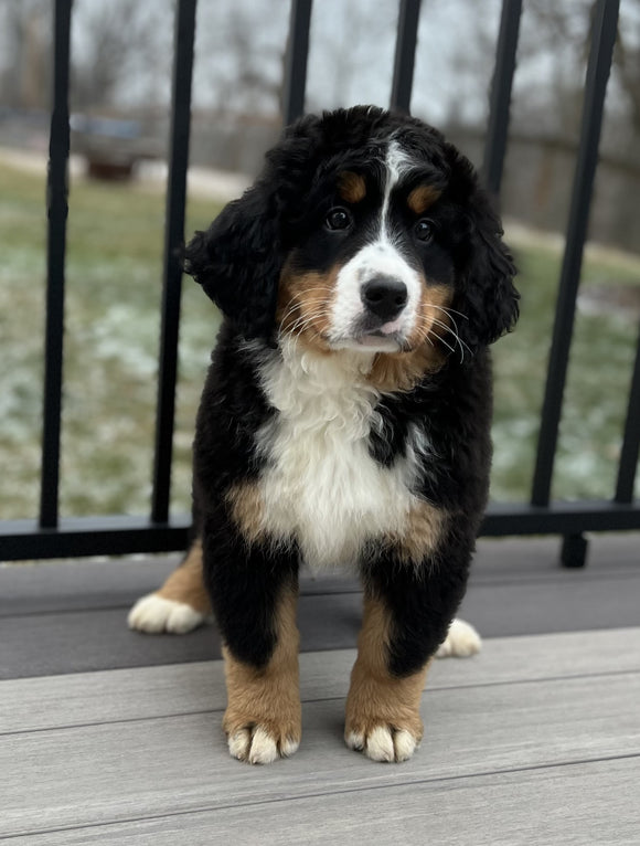 AKC Registered Bernese Mountain Dog For Sale Millersburg OH Female-Molly