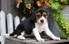 Beagle For Sale Millersburg, OH Female- Zoey