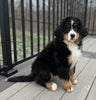 AKC Registered Bernese Mountain Dog For Sale Millersburg OH Female-Molly