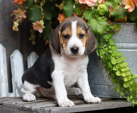 Beagle For Sale Millersburg, OH Male- Connor