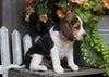 Beagle For Sale Millersburg, OH Male- Connor