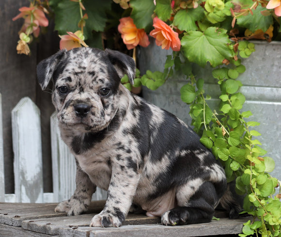 Frenchton For Sale Millersburg, OH Male- Ashton