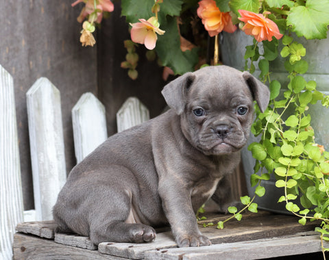 Frenchton For Sale Millersburg, OH Female- Lexi