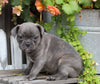 Frenchton For Sale Millersburg, OH Female- Lexi
