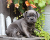 Frenchton For Sale Millersburg, OH Male- Tyson