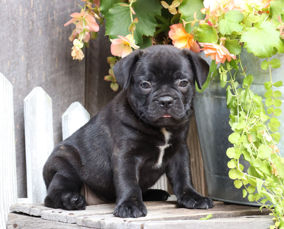 Frenchton For Sale Millersburg, OH Male-Jackson