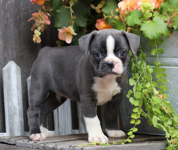 Frenchton For Sale Millersburg, OH Female- Jody