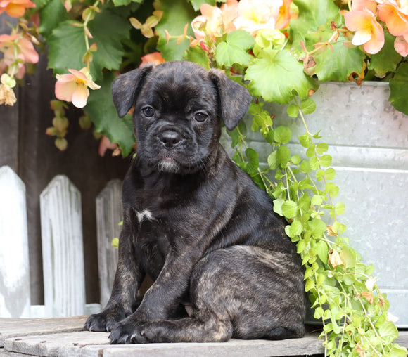 Frenchton For Sale Millersburg, OH Female- Cheyenne