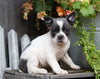 Frenchton For Sale Millersburg, OH Female- Callie