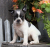 Frenchton For Sale Millersburg, OH Female- Callie